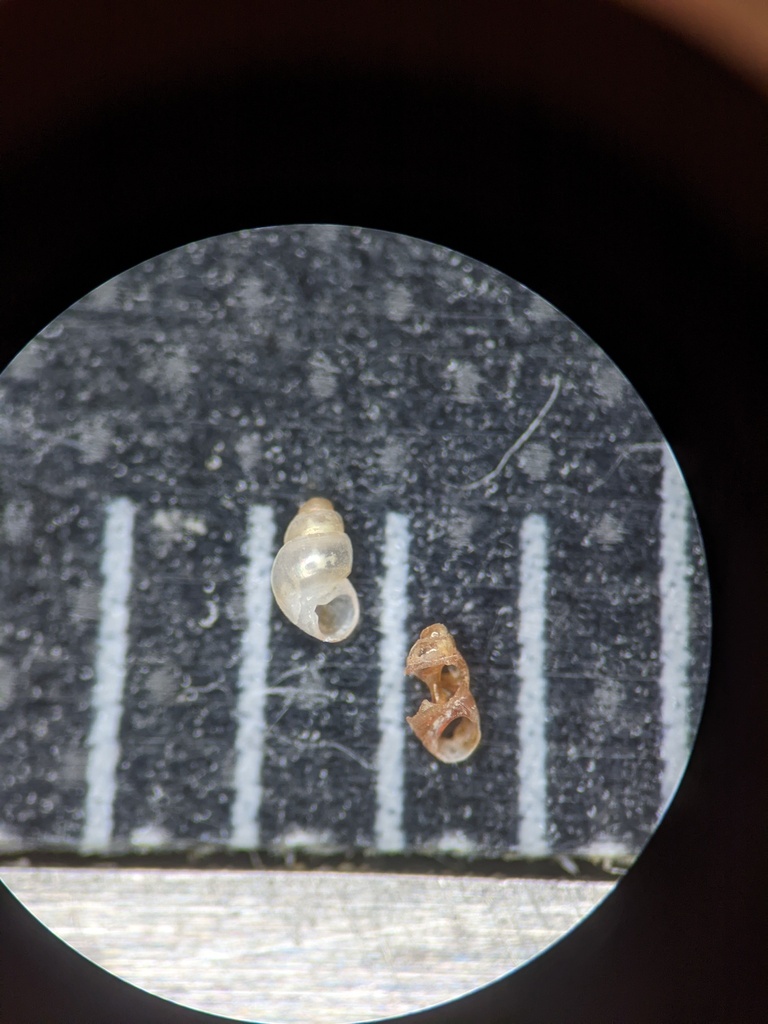 Elachisinidae