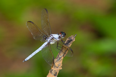 Libellula flavida