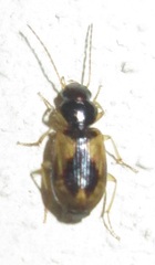 Amblystomus amabilis