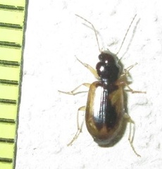 Amblystomus amabilis