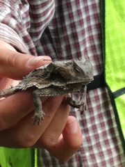Phrynosoma taurus