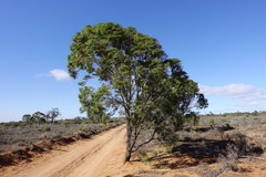 Myoporum platycarpum