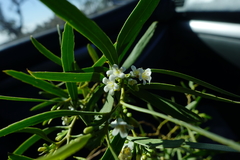 Myoporum platycarpum