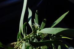Myoporum platycarpum