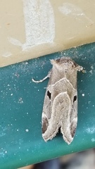 Plagiomimicus pityochromus