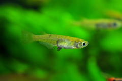 Oryzias sinensis