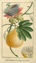 Tagua tagua
