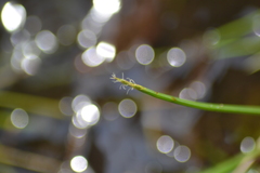 Eleocharis robbinsii