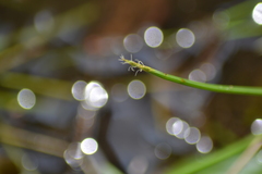 Eleocharis robbinsii