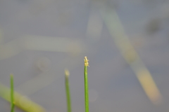 Eleocharis robbinsii