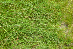 Eleocharis rostellata