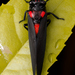 Black and Scarlet Cicada - Photo (c) Ivan Neo, some rights reserved (CC BY-NC), uploaded by Ivan Neo