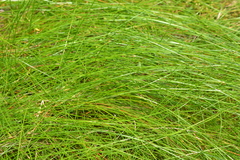 Eleocharis rostellata