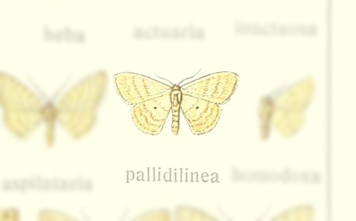 Scopula pallidilinea