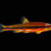 Yellowfin Shiner - Photo (c) Joshua Rains, some rights reserved (CC BY-NC), uploaded by Joshua Rains