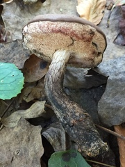 Retiboletus fuscus