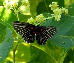 Melanis cephise