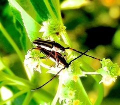 Sphaenothecus maccartyi