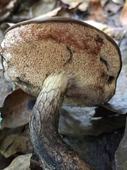 Retiboletus fuscus
