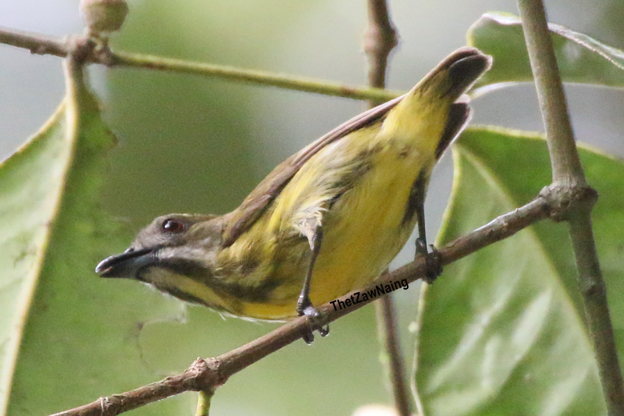 Yellow-Breasted Flowerpecker