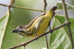 Yellow-Breasted Flowerpecker photo 1