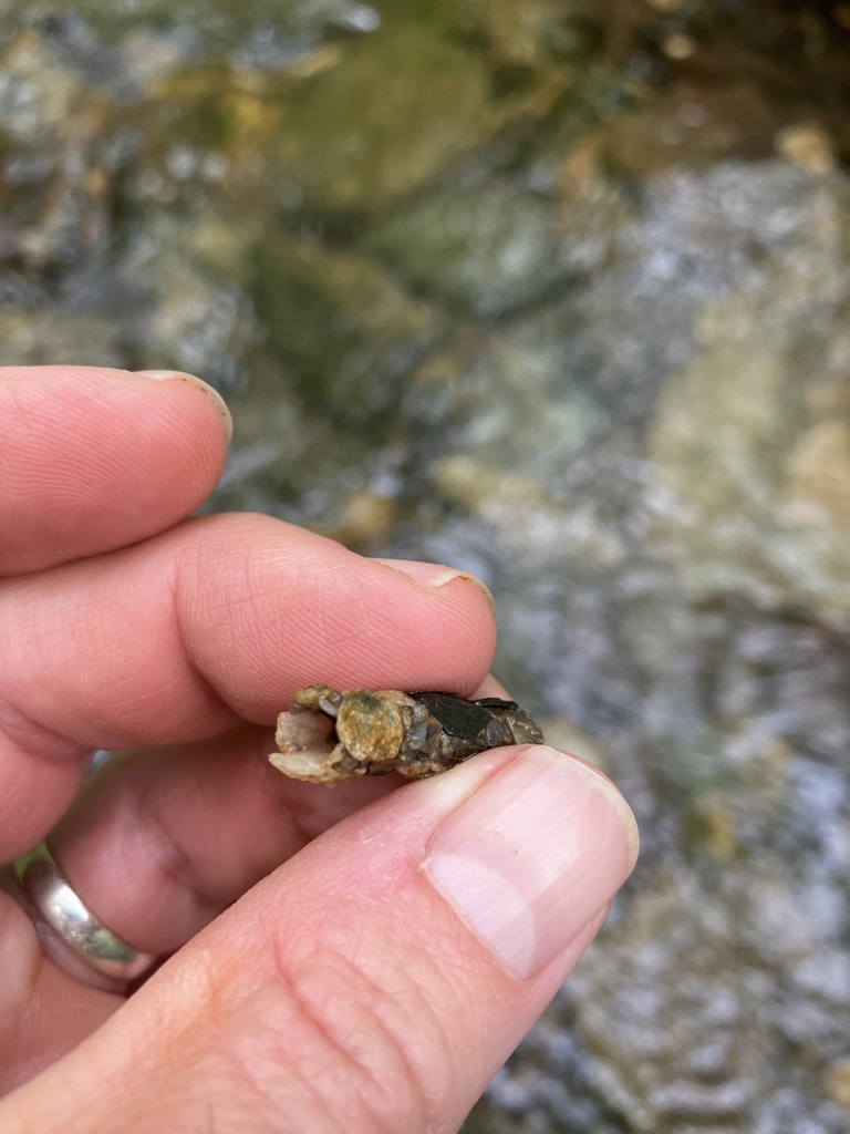 Caddisflies from Cherokee County, USGA, US on April 21, 2023 at 0632
