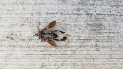 Leptoglossus zonatus