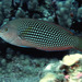 Pearl Wrasse - Photo (c) Randall, J.E., some rights reserved (CC BY-NC)