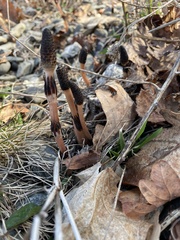 Equisetum arvense image