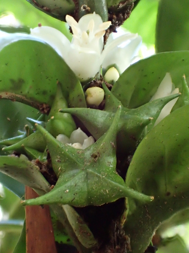 Melicope rostrata