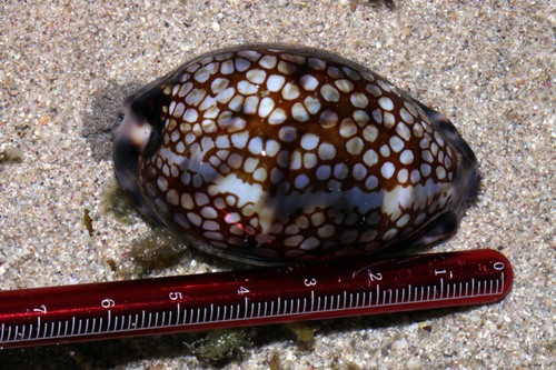 Mauritia histrio