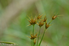 Rhynchospora macrostachya