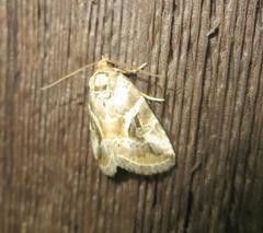Diastema cnossia