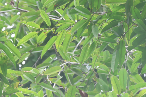 Dryobalanops lanceolata