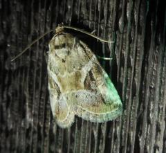 Diastema cnossia