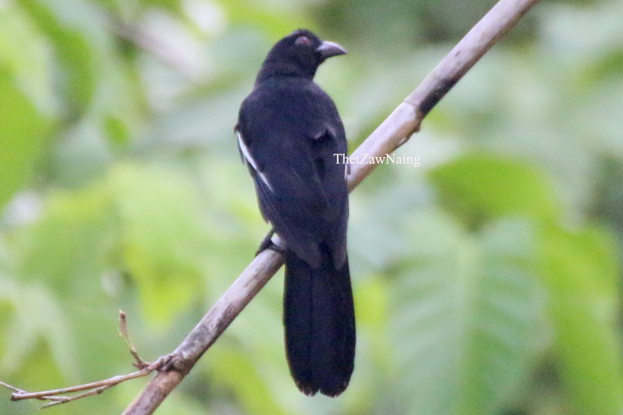 Black Magpie