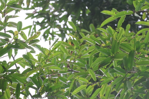 Dryobalanops lanceolata, photograph 2