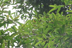 Dryobalanops lanceolata, photograph (c) 呂一起(Lyu yi-chi), some rights reserved (CC BY)