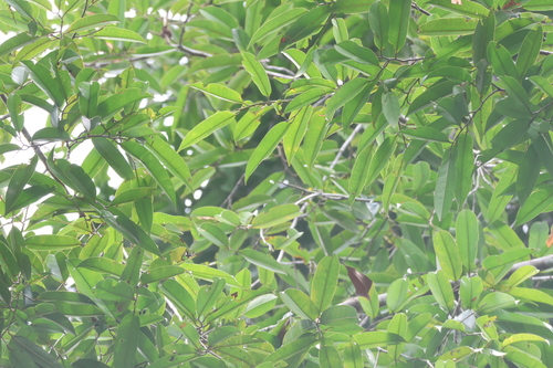Dryobalanops lanceolata, photograph 3