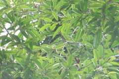 Dryobalanops lanceolata, photograph (c) 呂一起(Lyu yi-chi), some rights reserved (CC BY)