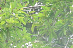Dryobalanops lanceolata, photograph (c) 呂一起(Lyu yi-chi), some rights reserved (CC BY)