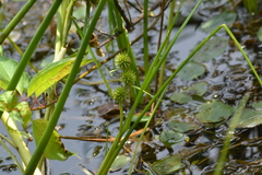Sparganium emersum