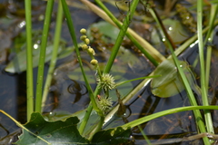 Sparganium emersum