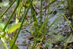 Sparganium emersum