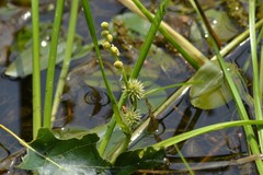 Sparganium emersum