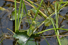 Sparganium emersum