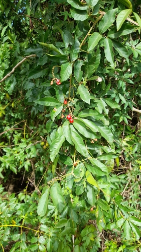 Paullinia elegans (Paullinia elegans)