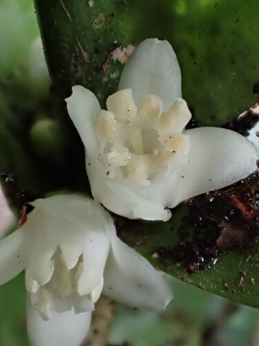 Melicope rostrata