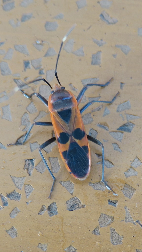 Physopelta gutta from Kiriwina Island, Papua New Guinea on October 1 ...