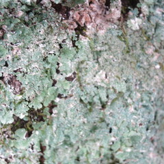 Punctelia missouriensis